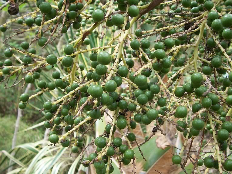 Sabalspeciesfruitdetail.jpg
