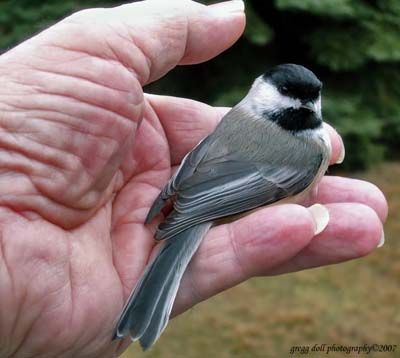 black capped chickadee image