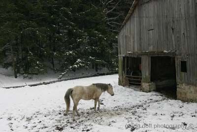 Horse walking through snow to get back into barn.