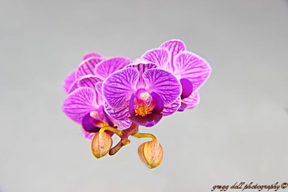  photo IMG_4149Orchid_zps4918cce4.jpg