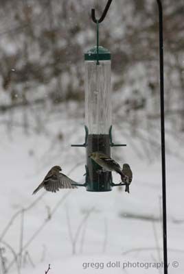 Gold finches at the feeder