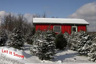 Christmas trees for sale covered with snow in front of sale shed.