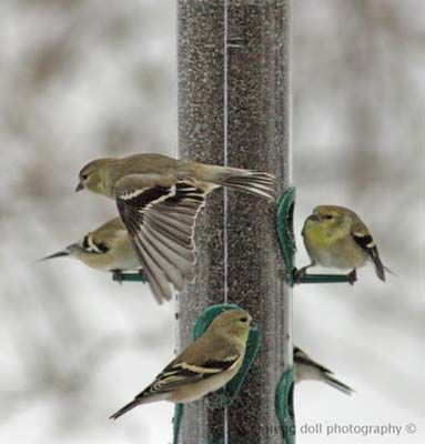 More gold finches at the feeder