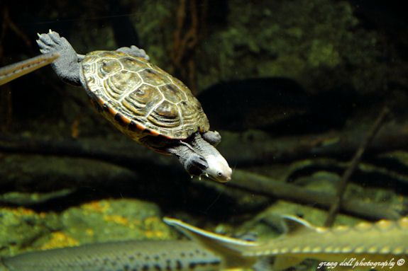  photo IMG_0135Turtle_zps9ada9f6f.jpg