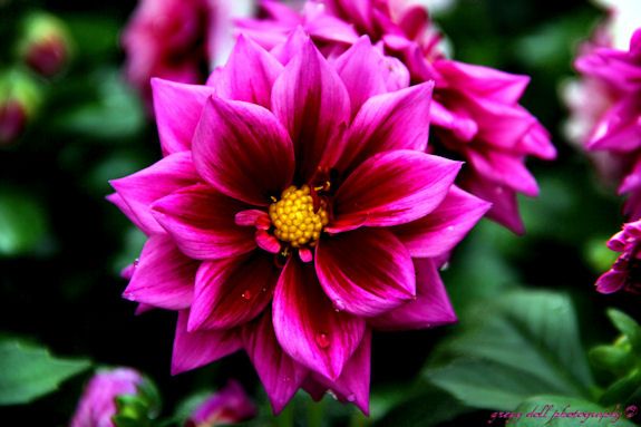  photo IMG_6606Dahlia_zpscbf944ba.jpg