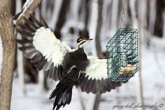  photo IMG_1214Woodpecker_zpsab5c41c7.jpg