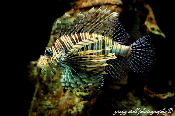  photo IMG_5905Lionfish_zps77ba4a09.jpg