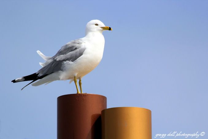  photo IMG_6731Gull_zpsdde9269f.jpg