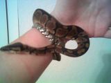 BallPython3.jpg image by ashnicwal