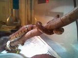 Ballpythonreallycloseonlimb.jpg Ball Python image by ashnicwal