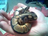 NewballPython.jpg image by ashnicwal