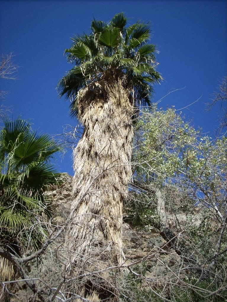 DSCN1003-1.jpg