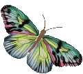 butterfly01.gif