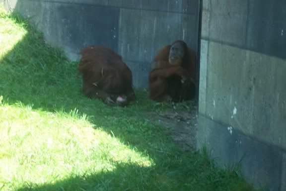 Orangutans Pictures, Images and Photos
