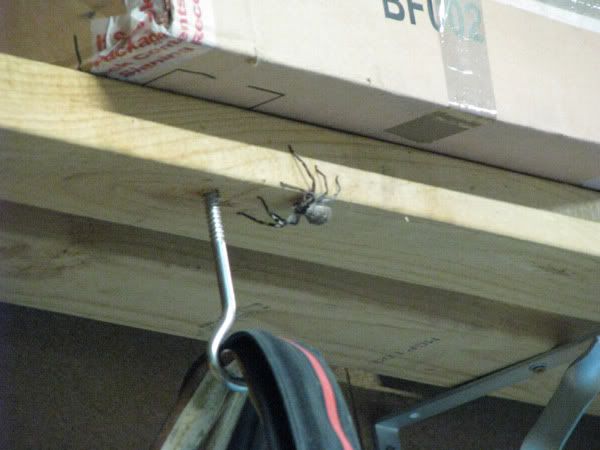 http://i11.photobucket.com/albums/a174/WeirdAl777/Spider.jpg