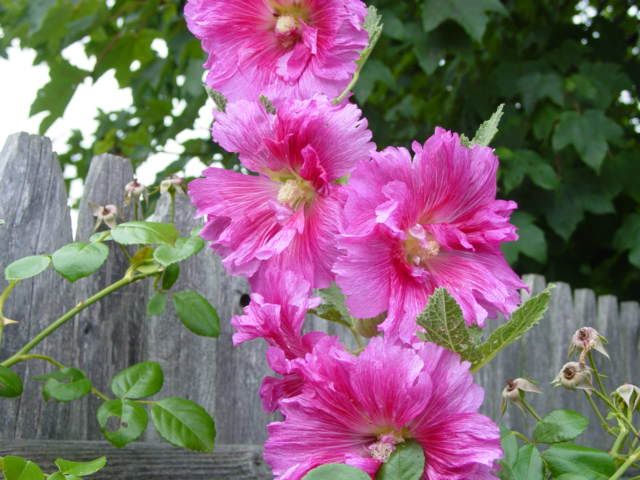 Photobucket - Video and Image Hosting