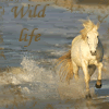 http://i11.photobucket.com/albums/a175/Chaika92/aviki/Wild_life.gif