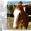 http://i11.photobucket.com/albums/a175/Chaika92/aviki/horse_4.jpg