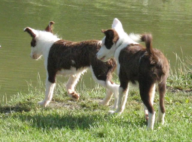 Sugarbush Farm