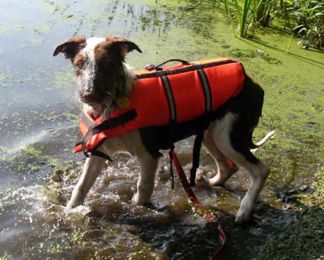 Kayak,Carter's Pond,Dahlia