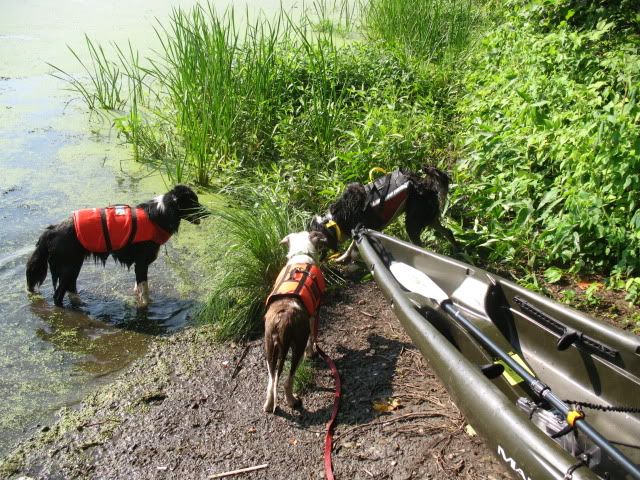 Kayak,Carter's Pond,Dahlia,Arthur,Roo