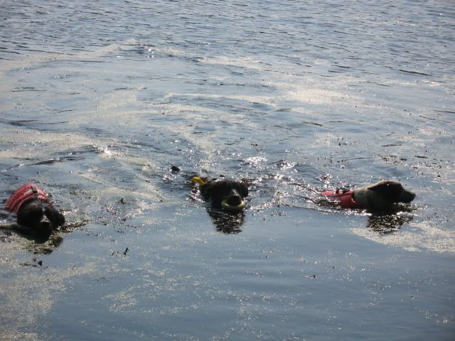 Kayak,Carter's Pond,Dahlia,Arthur,Roo