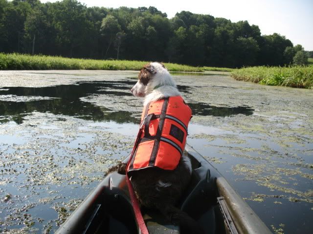 Kayak,Carter's Pond,Dahlia