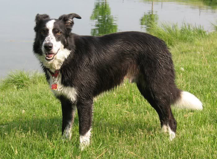 border collies craigslist