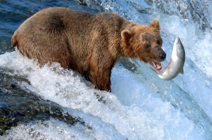 Catching Salmon