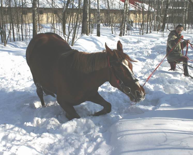 Lastochka080301.jpg