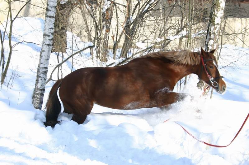 Lastochka080306.jpg