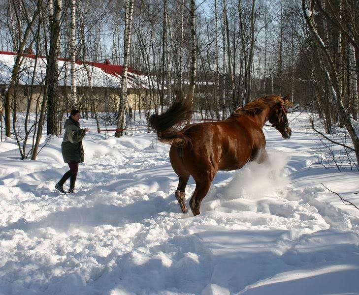 Lastochka080308.jpg