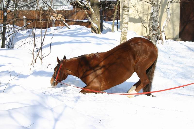 Lastochka080315.jpg