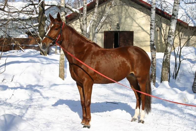 Lastochka080316.jpg