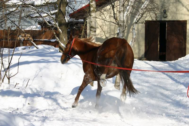 Lastochka080317.jpg
