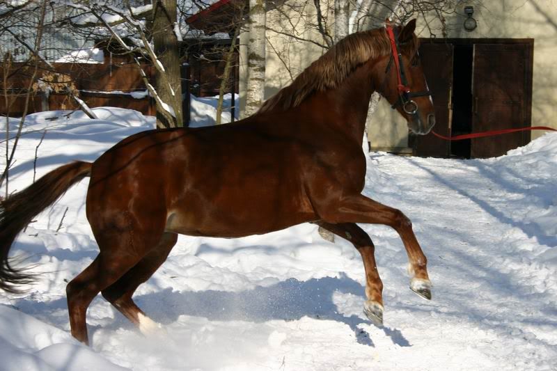 Lastochka080319.jpg
