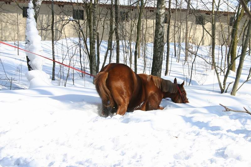 Lastochka080323.jpg