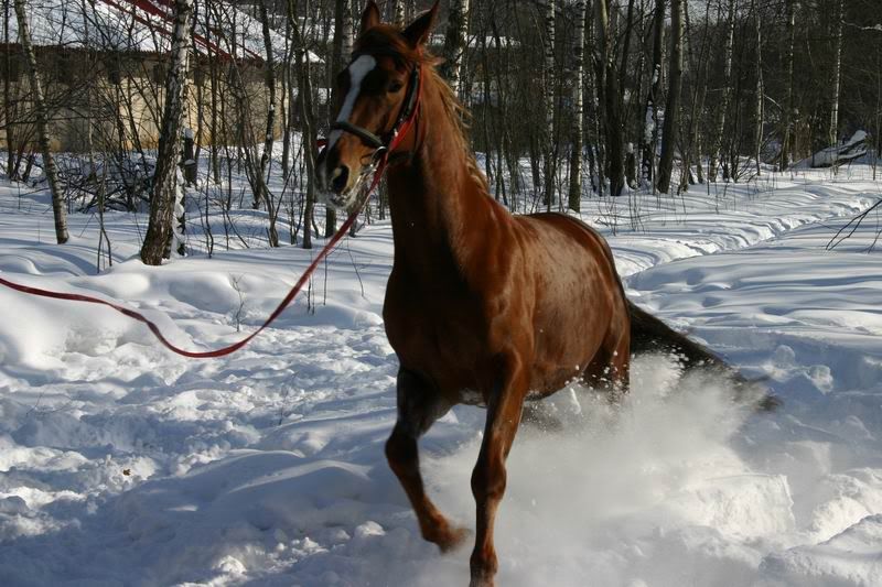 Lastochka080324.jpg