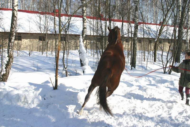 Lastochka080326.jpg