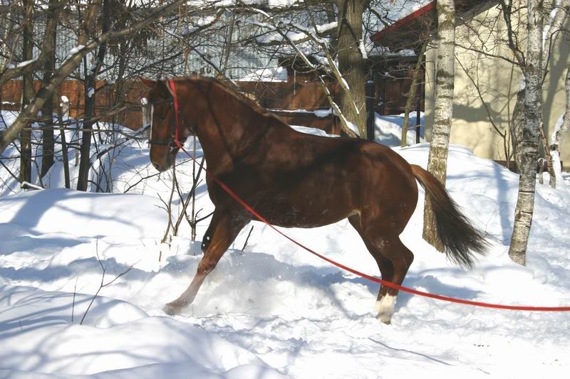 Lastochka080332.jpg