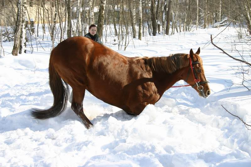 Lastochka080336.jpg