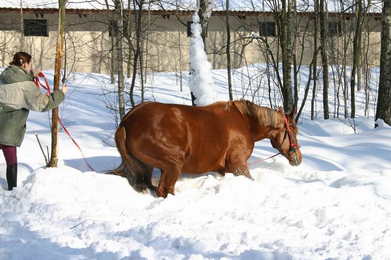 Lastochka080338.jpg