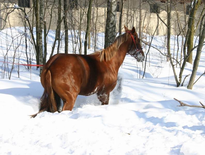 Lastochka080339.jpg