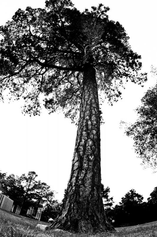 IMAGE: http://i11.photobucket.com/albums/a175/ninobrn99/HC_15mm_tree_zpseea3d0bc.jpg