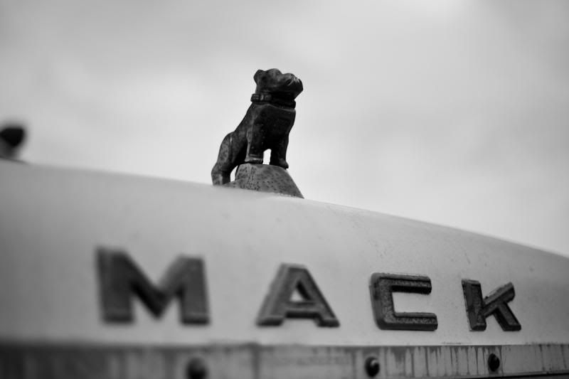 IMAGE: http://i11.photobucket.com/albums/a175/ninobrn99/Mack_dawg_zps198cf2ec.jpg