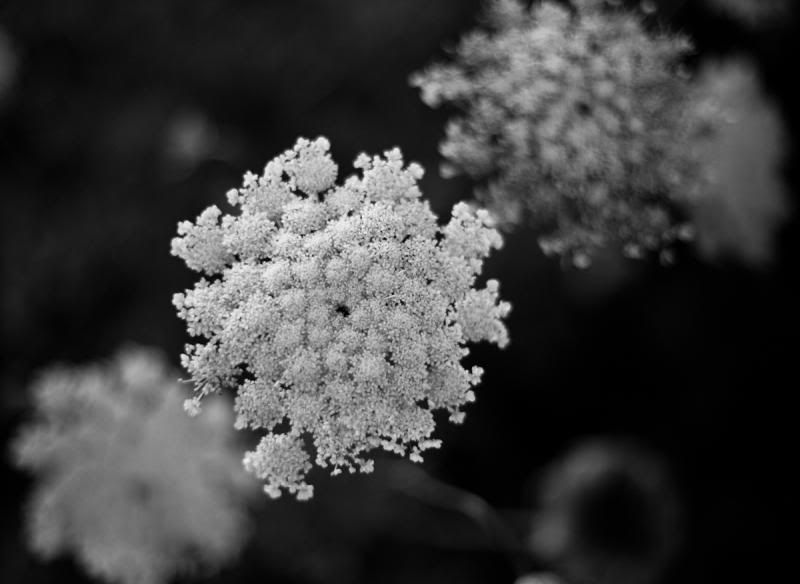 IMAGE: http://i11.photobucket.com/albums/a175/ninobrn99/growing_weeds_zpse1437f28.jpg