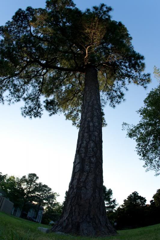 IMAGE: http://i11.photobucket.com/albums/a175/ninobrn99/orig_15mm_tree_zpsbeff18c6.jpg