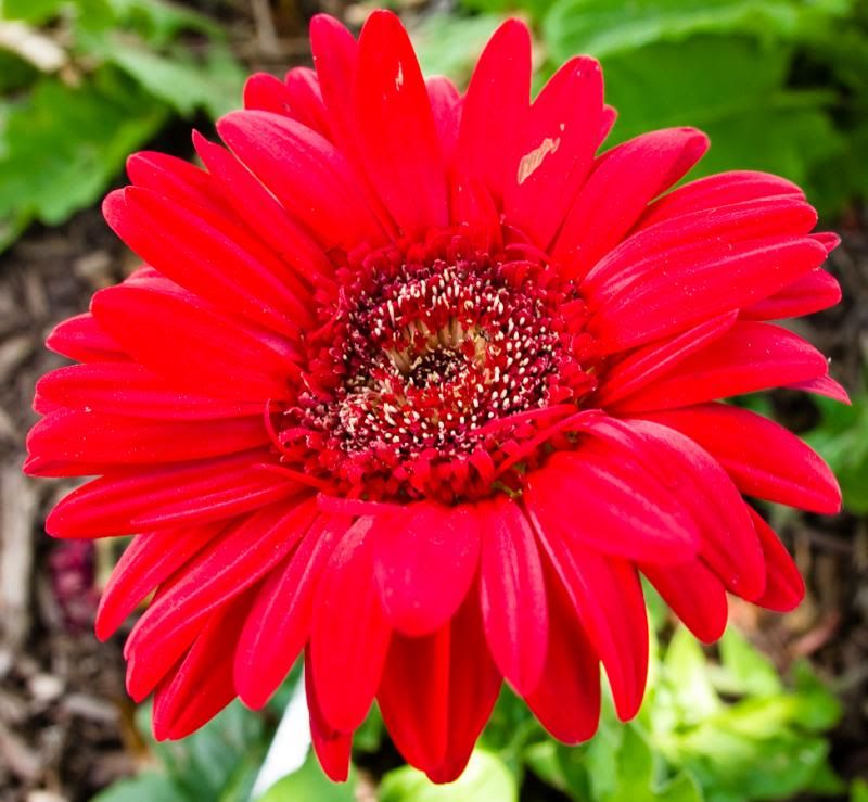 IMAGE: http://i11.photobucket.com/albums/a175/ninobrn99/red_flower_zpsb6dc8f87.jpg