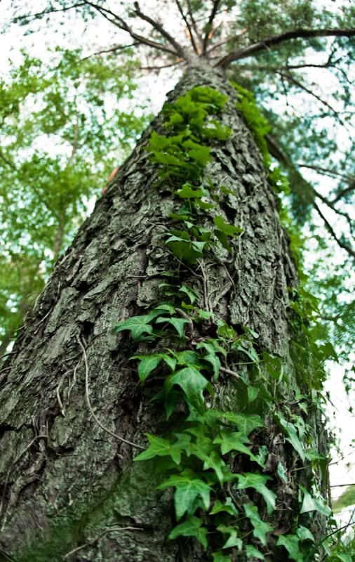 IMAGE: http://i11.photobucket.com/albums/a175/ninobrn99/vines_zps7b8b224c.jpg