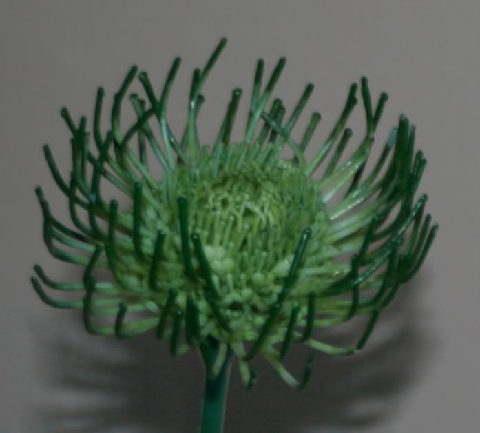 IMAGE: http://i11.photobucket.com/albums/a176/cbass94/_MG_9609.jpg